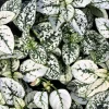 White Polka Dot Plant Seeds - Hypoestes Phyllostachya - 10 Seeds Dwarf Houseplant - Image 1