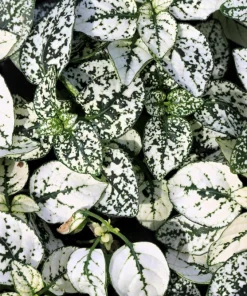 White Polka Dot Plant Seeds - Hypoestes Phyllostachya - 10 Seeds Dwarf Houseplant - Image 1