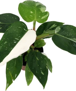 White Princess Philodendron Live Plant – 4" Pot – Indoor – Rare Foliage - Image 2