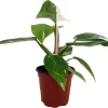 White Princess Philodendron Live Plant – 4" Pot – Indoor – Rare Foliage - Image 1