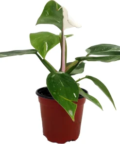 White Princess Philodendron Live Plant – 4