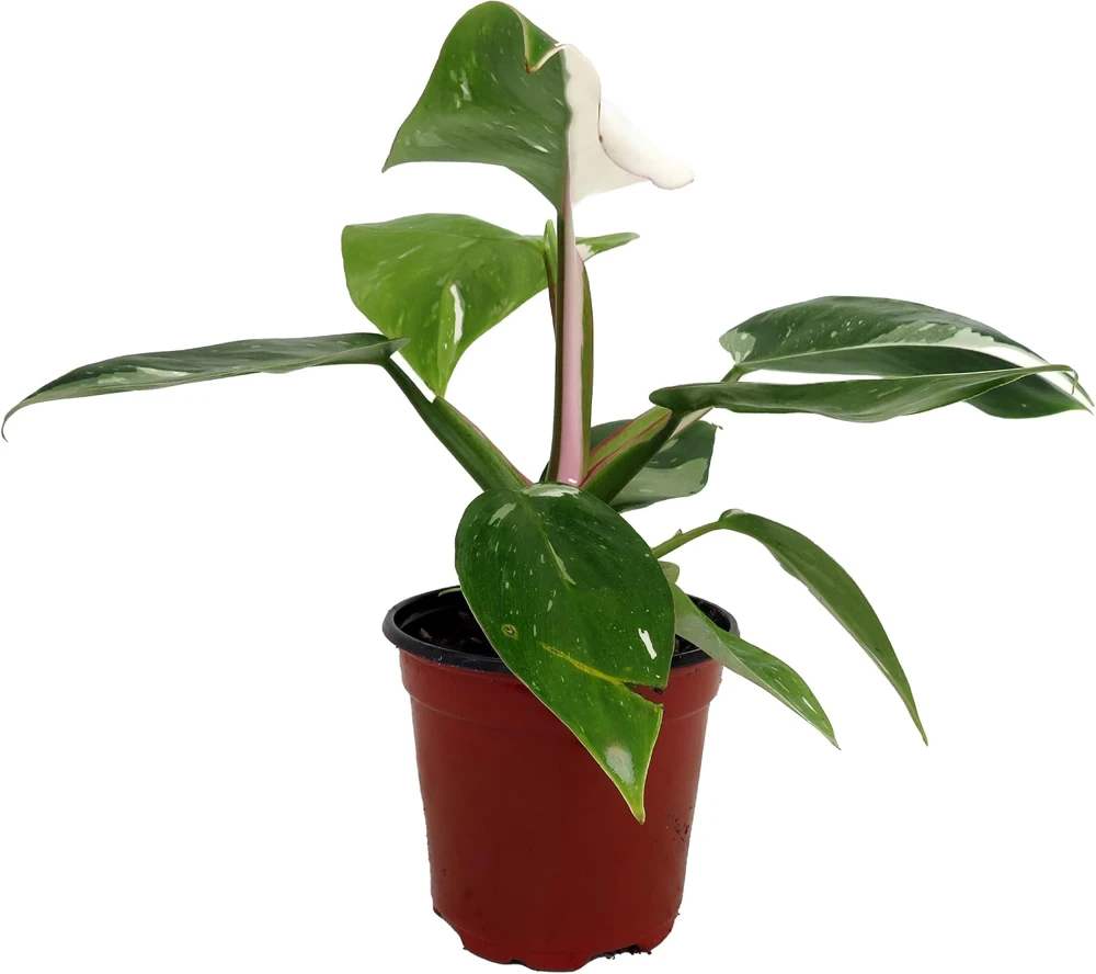 White Princess Philodendron Live Plant – 4" Pot – Indoor – Rare Foliage - Image 1