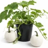 White Pumpkin Live Plant for Home Garden - 2-4 Inch Tall Winter Squash Vegetable - Image 1