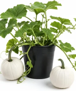 White Pumpkin Live Plant for Home Garden - 2-4 Inch Tall Winter Squash Vegetable - Image 1