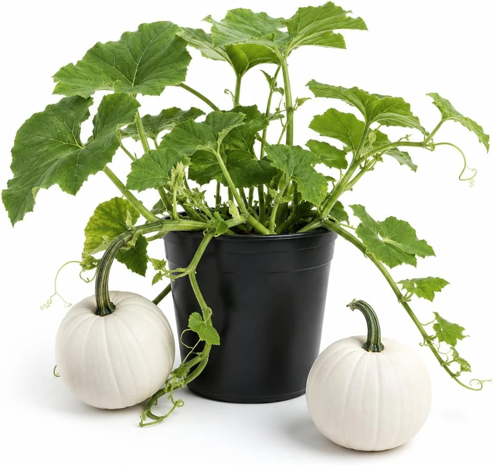 White Pumpkin Live Plant for Home Garden - 2-4 Inch Tall Winter Squash Vegetable - Image 1