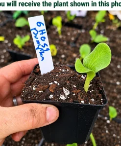 White Pumpkin Live Plant - Winter Squash Vegetable for Garden - 2-4 Inch Tall - Image 2