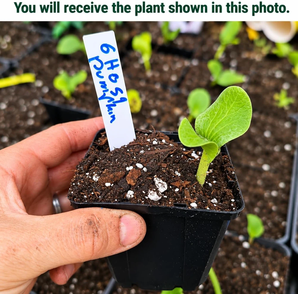 White Pumpkin Live Plant - Winter Squash Vegetable for Garden - 2-4 Inch Tall - Image 2