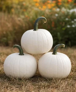 White Pumpkin Live Plant - Winter Squash Vegetable for Garden - 2-4 Inch Tall - Image 3