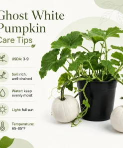 White Pumpkin Live Plant - Winter Squash Vegetable for Garden - 2-4 Inch Tall - Image 4