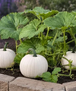 White Pumpkin Live Plant - Winter Squash Vegetable for Garden - 2-4 Inch Tall - Image 5