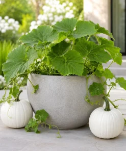 White Pumpkin Live Plant - Winter Squash Vegetable for Garden - 2-4 Inch Tall - Image 6
