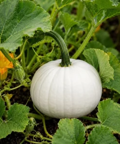 White Pumpkin Live Plant - Winter Squash Vegetable for Garden - 2-4 Inch Tall - Image 1