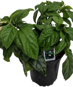 White & Red Bleeding Heart Vine Live Plant - Clerodendrum - 4" Pot - Image 2
