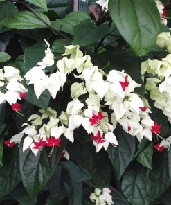 White & Red Bleeding Heart Vine Live Plant - Clerodendrum - 4
