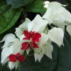 White & Red Bleeding Heart Vine Live Plant - Clerodendrum - 4" Pot - Image 1