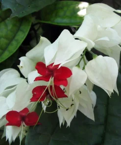 White & Red Bleeding Heart Vine Live Plant - Clerodendrum - 4