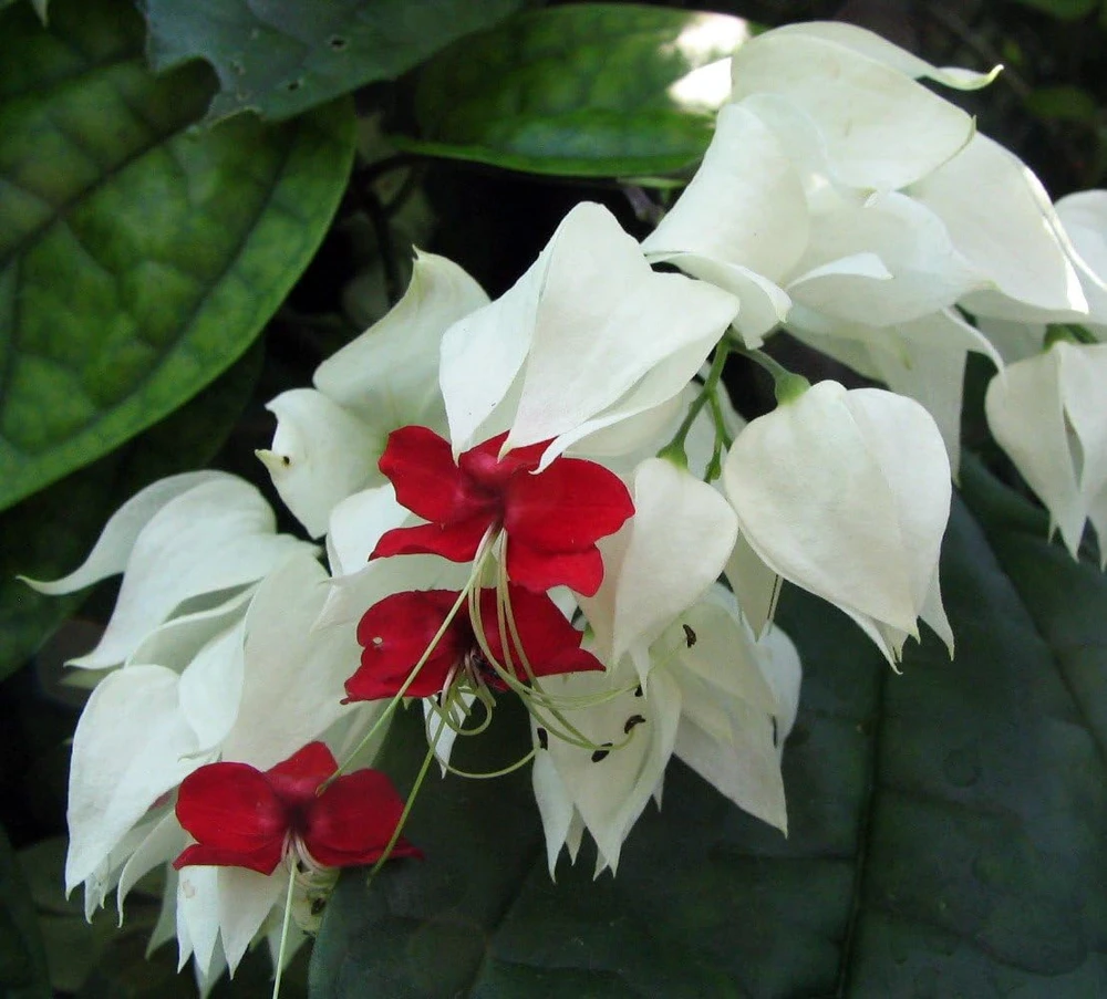 White & Red Bleeding Heart Vine Live Plant - Clerodendrum - 4" Pot - Image 1