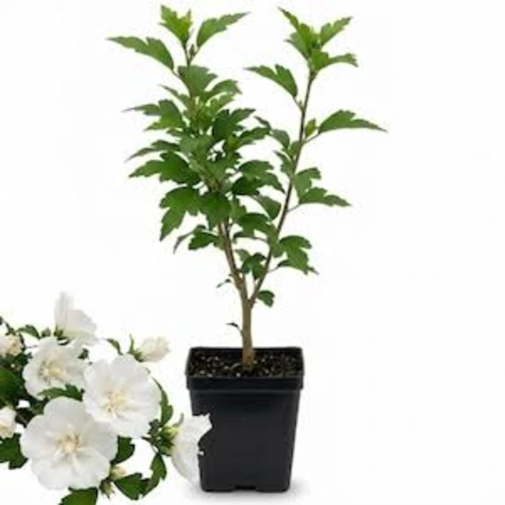 White Rose of Sharon Live Plant – Hibiscus Syriacus Shrub – 12-24in Potted - Image 2
