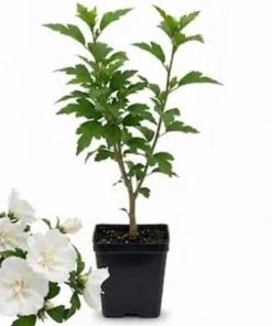 White Rose of Sharon Live Plant – Hibiscus Syriacus Shrub – 12-24in Potted - Image 2