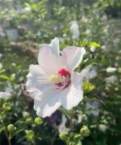 White Rose of Sharon Live Plant – Hibiscus Syriacus Shrub – 12-24in Potted - Image 3