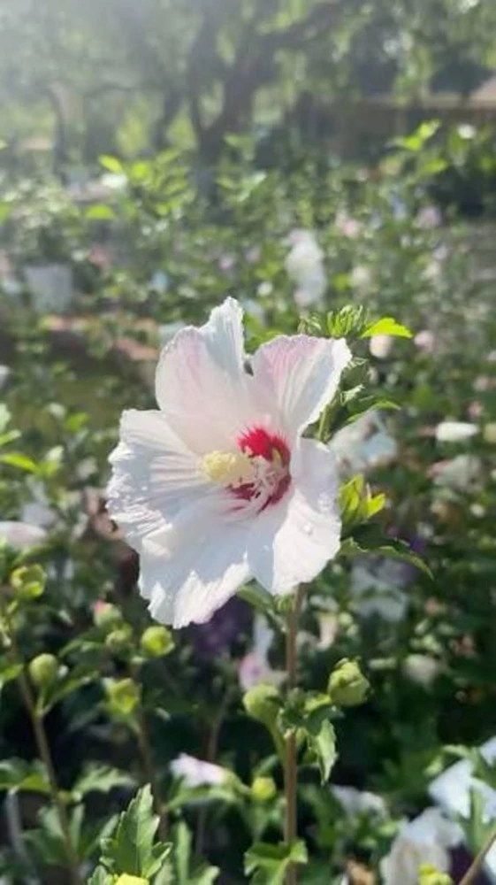 White Rose of Sharon Live Plant – Hibiscus Syriacus Shrub – 12-24in Potted - Image 3