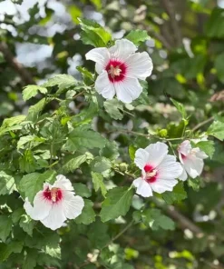 White Rose of Sharon Live Plant – Hibiscus Syriacus Shrub – 12-24in Potted - Image 4