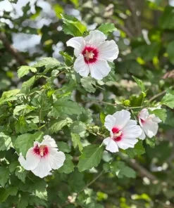 White Rose of Sharon Live Plant – Hibiscus Syriacus Shrub – 12-24in Potted - Image 4