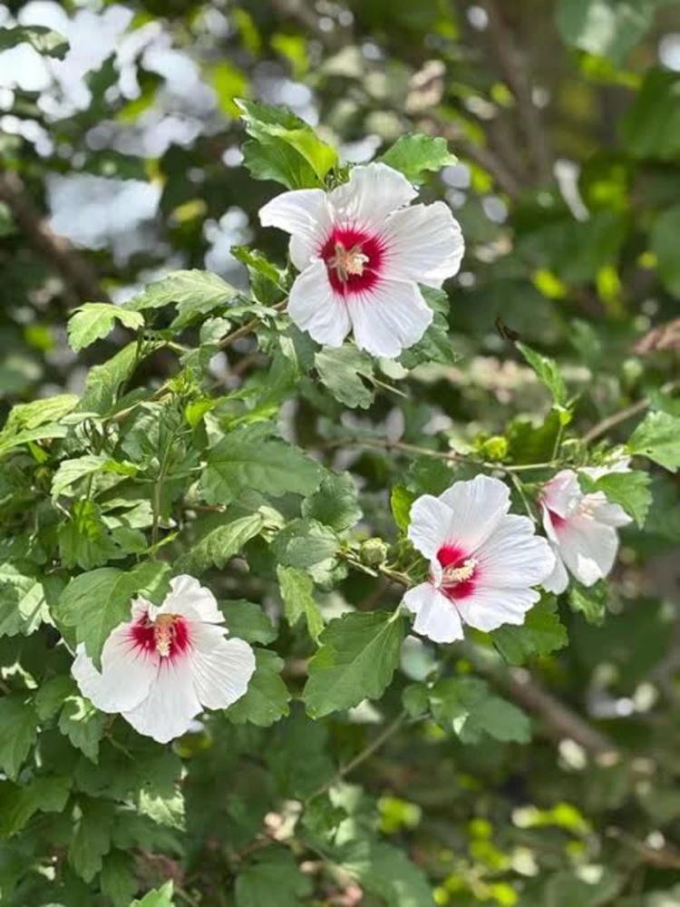 White Rose of Sharon Live Plant – Hibiscus Syriacus Shrub – 12-24in Potted - Image 4