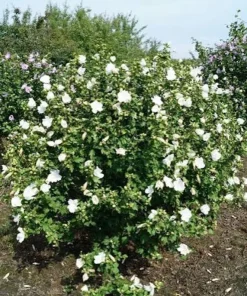 White Rose of Sharon Live Plant – Hibiscus Syriacus Shrub – 12-24in Potted - Image 5