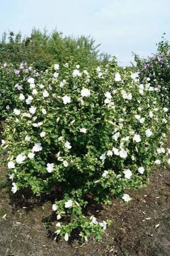 White Rose of Sharon Live Plant – Hibiscus Syriacus Shrub – 12-24in Potted - Image 5