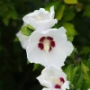 White Rose of Sharon Live Plant – Hibiscus Syriacus Shrub – 12-24in Potted - Image 1