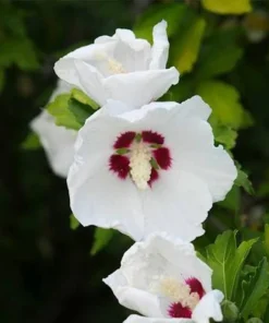 White Rose of Sharon Live Plant – Hibiscus Syriacus Shrub – 12-24in Potted - Image 1