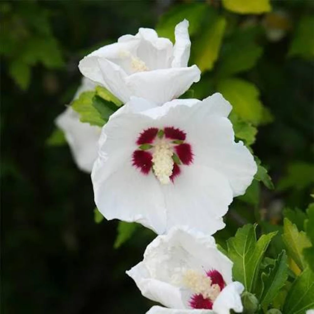 White Rose of Sharon Live Plant – Hibiscus Syriacus Shrub – 12-24in Potted - Image 1