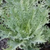 White Russian Kale Seeds - 30 Seeds - Hardy Annual Vegetable Plant - Image 1