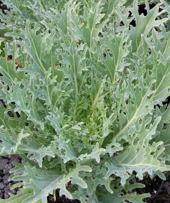 White Russian Kale Seeds - 30 Seeds - Hardy Annual Vegetable Plant - Image 1