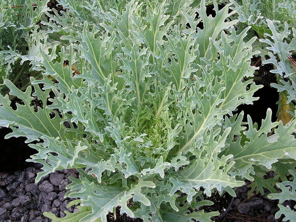 White Russian Kale Seeds - 30 Seeds - Hardy Annual Vegetable Plant - Image 1