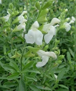 White Salvia greggii Live Plant - White Flowering Sage Perennial, 1 Gallon Pot - Image 2