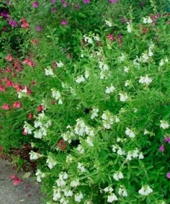 White Salvia greggii Live Plant - White Flowering Sage Perennial, 1 Gallon Pot - Image 3