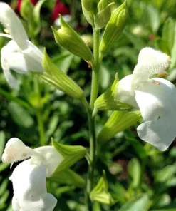 White Salvia greggii Live Plant - White Flowering Sage Perennial, 1 Gallon Pot - Image 1