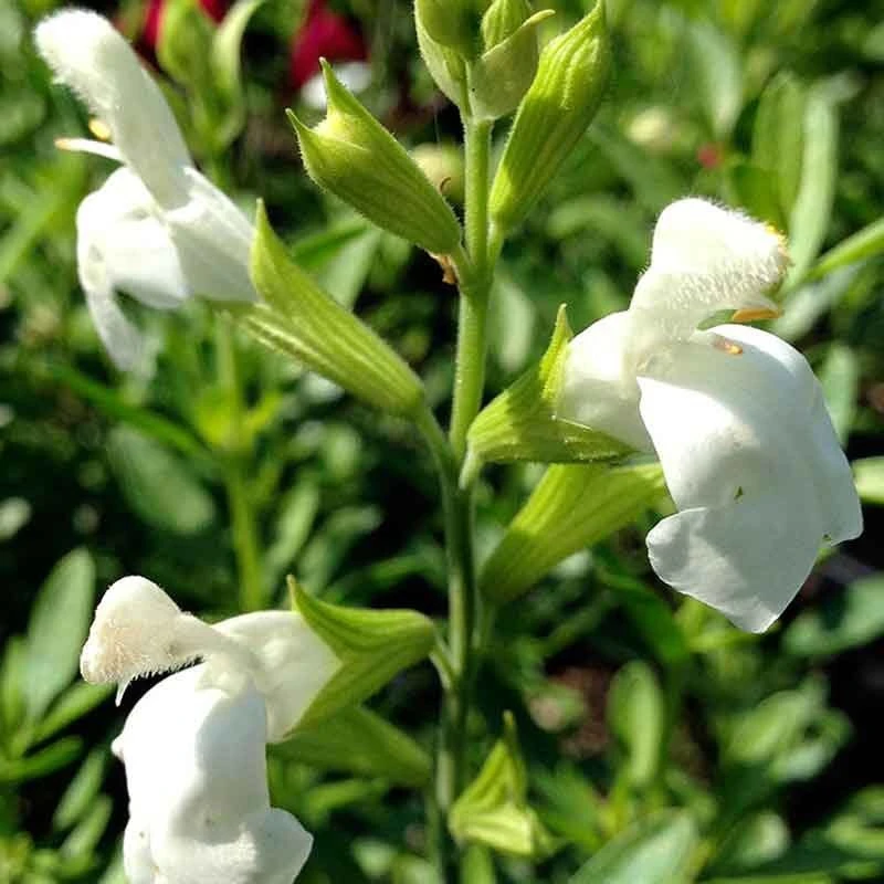 White Salvia greggii Live Plant - White Flowering Sage Perennial, 1 Gallon Pot - Image 1