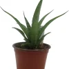 White Snake Plant Live Plant – Sansevieria – 4" Pot – Indoor - Image 1