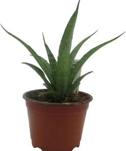 White Snake Plant Live Plant – Sansevieria – 4