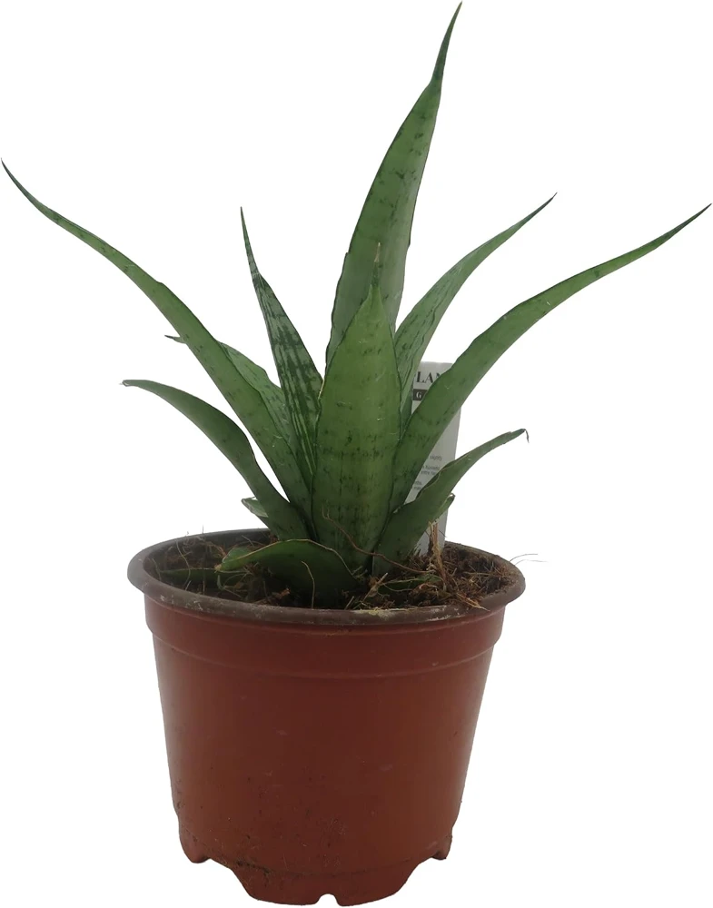 White Snake Plant Live Plant – Sansevieria – 4" Pot – Indoor - Image 1