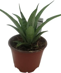 White Snake Plant Live Plant – Sansevieria – 4