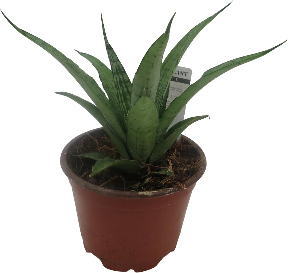 White Snake Plant Live Plant – Sansevieria – 4" Pot – Indoor - Image 2