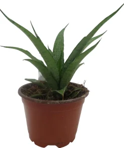 White Snake Plant Live Plant – Sansevieria – 4