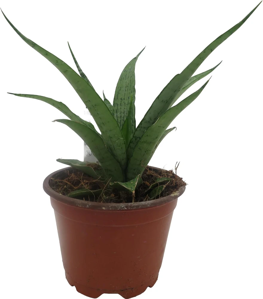 White Snake Plant Live Plant – Sansevieria – 4" Pot – Indoor - Image 3