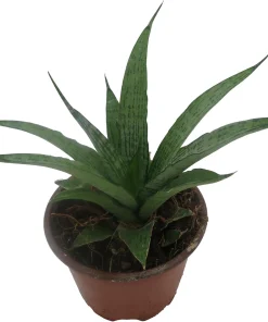 White Snake Plant Live Plant – Sansevieria – 4