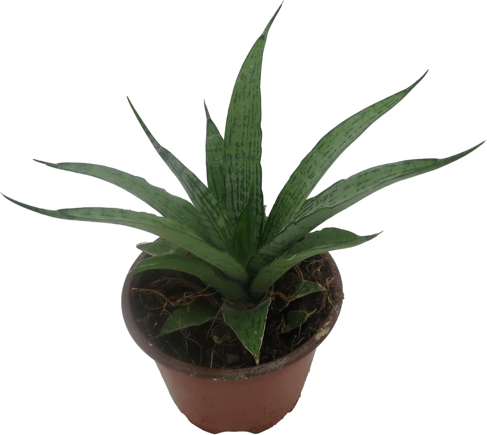 White Snake Plant Live Plant – Sansevieria – 4" Pot – Indoor - Image 4