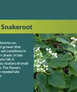 White Snakeroot Live Plant - Native Perennial Plug Seedlings (8-Pack) - Image 2
